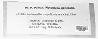 Stictochorella populi-nigrae image